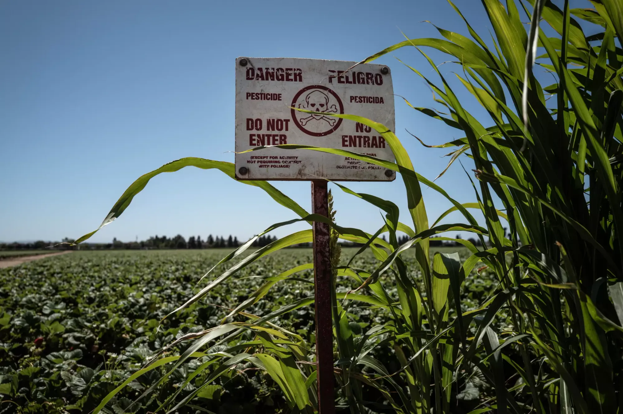 A sign in a field warns of danger due to pesticide
