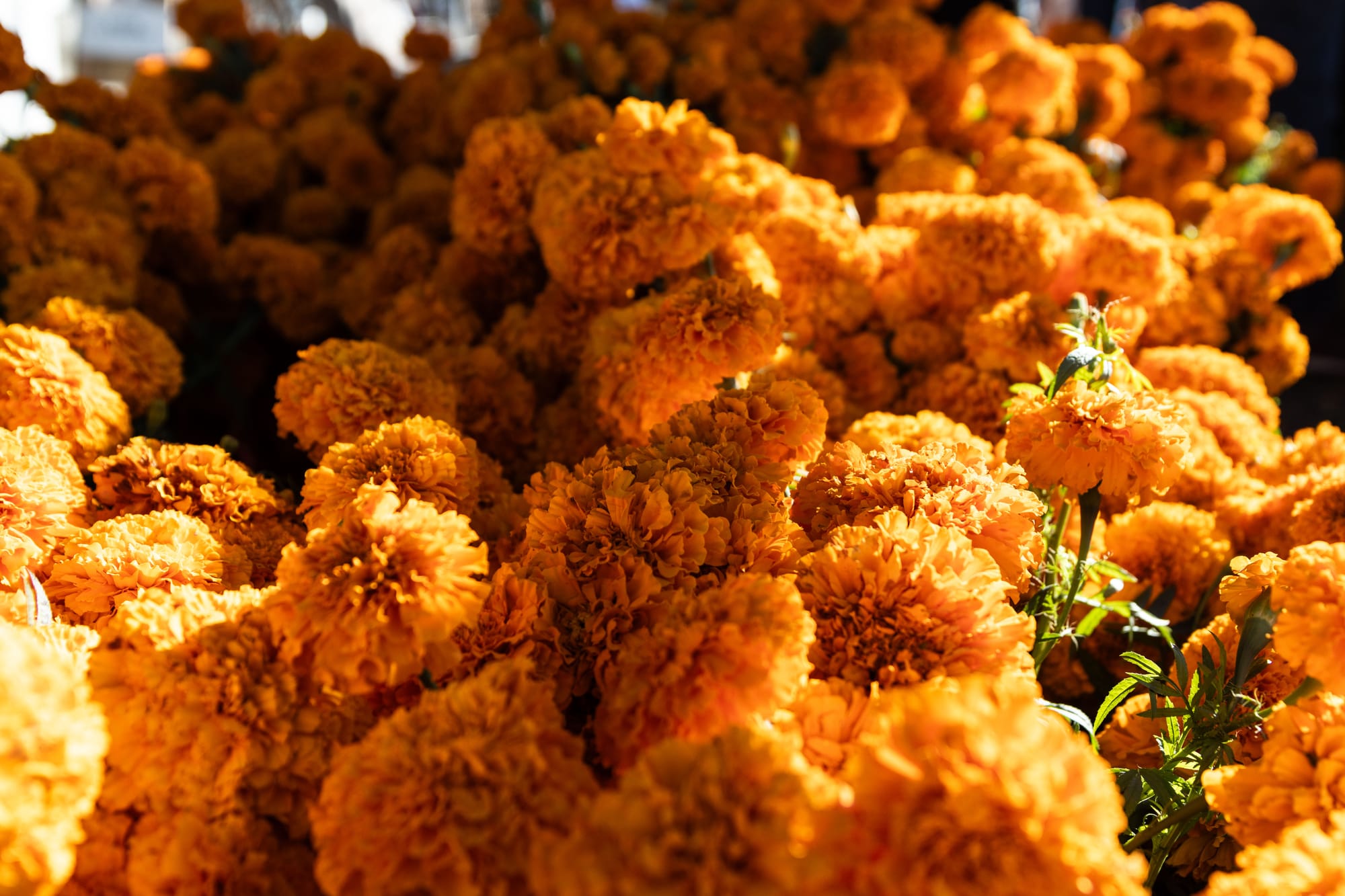 Bundles of marigold flowers sit together.