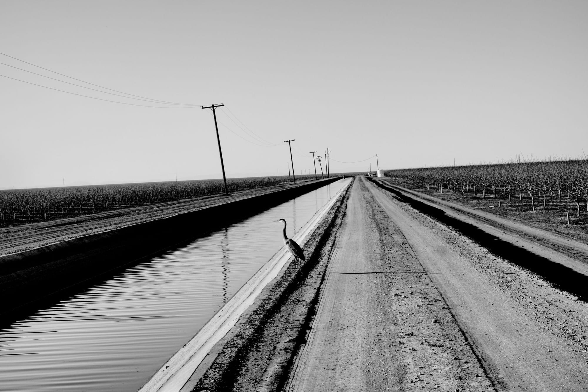 Black and white picture of a crane bird next to a waterway on a farm.