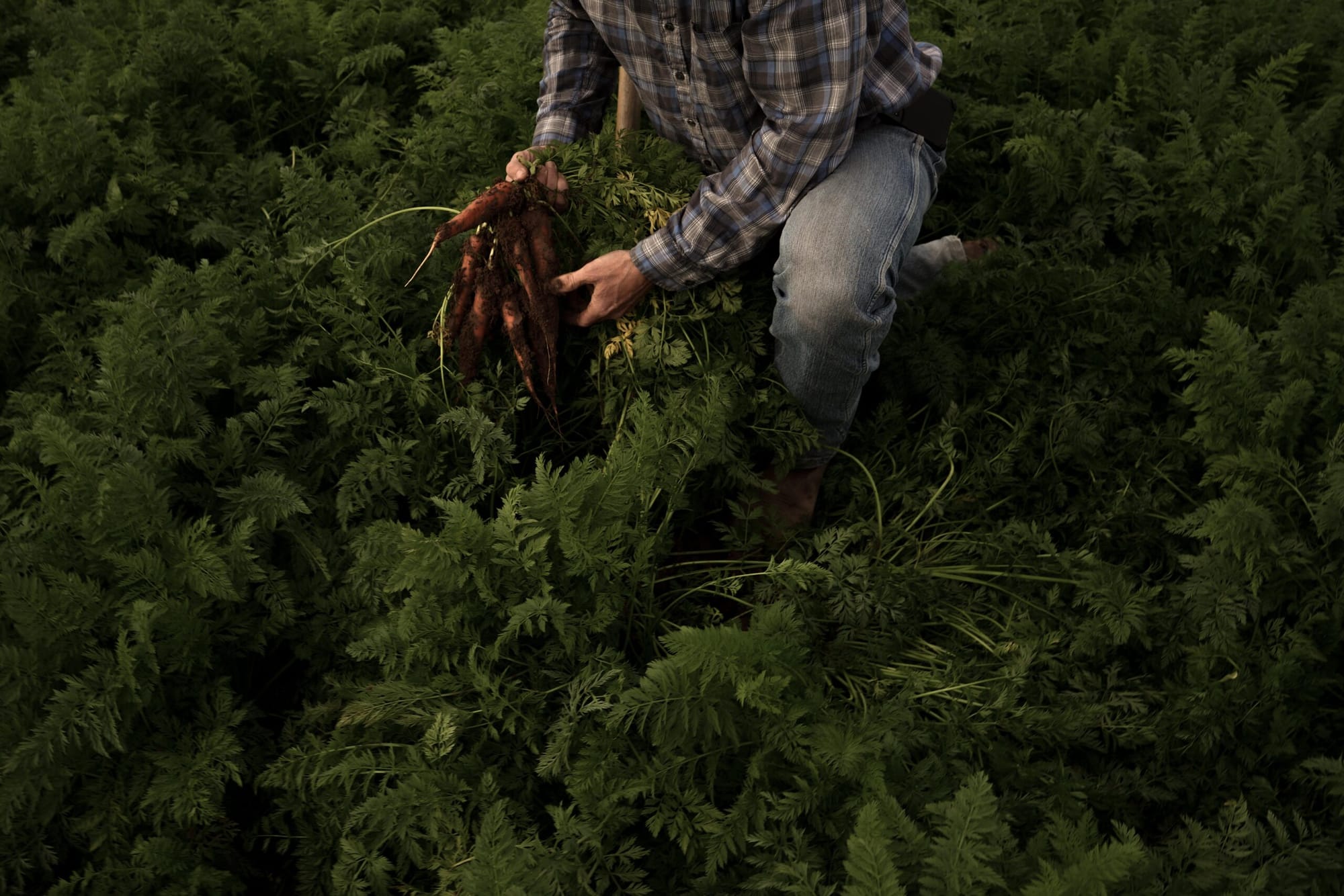 A man wearing plaid kneels in a field, holding dirt covered carrots in his hands