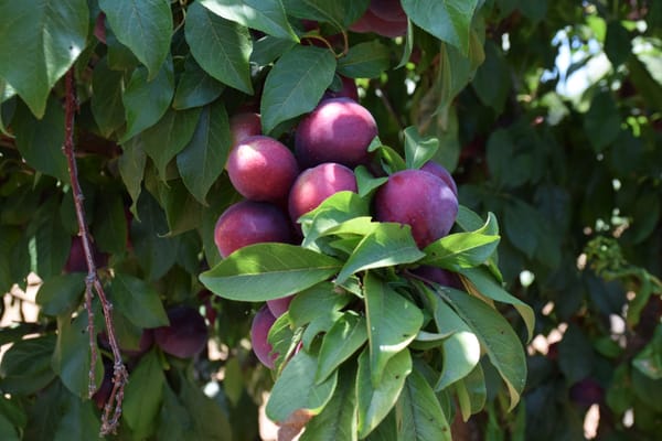 Close-up photo of pluots growing in a bundle on a tree.
