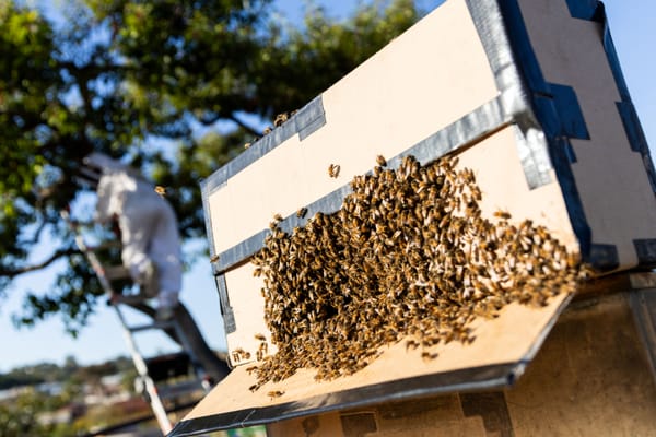 The picture shows a cardboard box filled with bees. In the background, someone climbs a ladder attached to a tree.